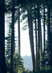 A muted forest scene from Oregon. 