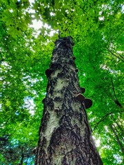 Obraz premium Tinder fungus on the tree. Tinder fungus parasitizes on a tree in the forest in summer 
