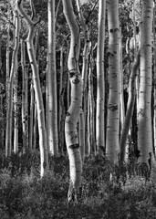A stand of birch trees in black and white. There is a lot of light and shadow