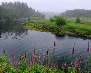 purple flowers blooming along the Quillayute River at Rialto Beach in Washington state