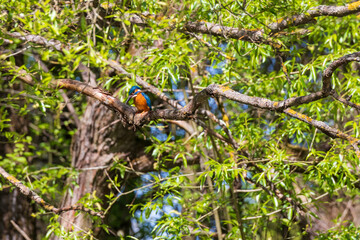 Beautiful colorful bird Kingfisher sitting on a tree branch. Its feather color is blue and orange. Wild photo