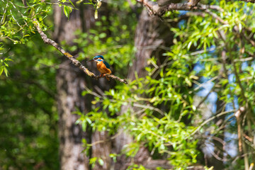 Beautiful colorful bird Kingfisher sitting on a tree branch. Its feather color is blue and orange. Wild photo