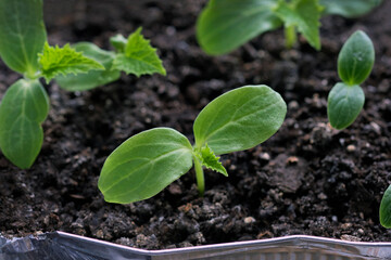 Cucumber sprouts in a container. A small bush of cucumbers in the ground. Growing seedlings of vegetables in the spring.