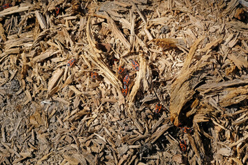 Red bugs Pyrrhocoris apterus in the forest top view. Beetles with red shells crawl through sawdust in the forest.