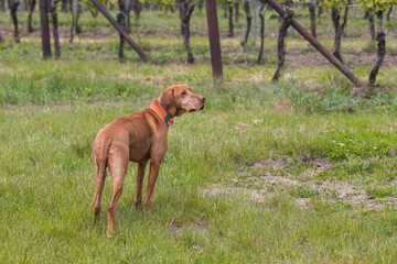 Big Brown-haired Pointing Dog - Hungarian Short-haired Pointing Dog - Vizsla stands on a green field.