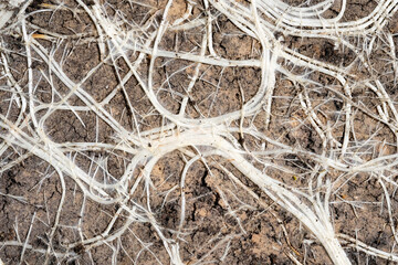 Top view of the ground covered with white plant roots. Plant roots on the background soil surface. White roots of flowers close-up.