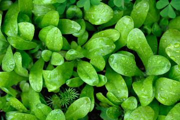 Calendula sprouts top view. Small bushes of calendula after rain in spring. Green leaves of flowers with water drops background.