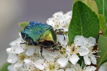 Cétoine dorée qui butine dans un pyracantha en fleur 