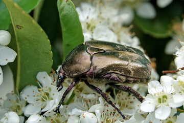 Cétoine dorée qui butine dans un pyracantha en fleur 