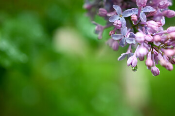 Blossoming branch of lilac with rain water drops