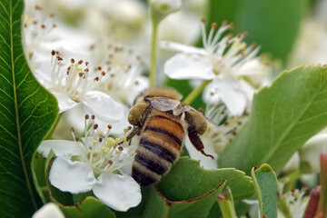 Abeille butinant les fleurs d'un pyracantha