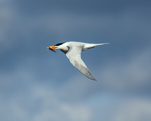 Here we see a Royal Tern returning with a fish in its jaws.  It is so close we can see the expression of the caught fish.  It is not good.
