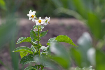 Kartoffelbl&uuml;te