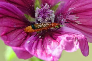 Fototapete bei efototapeten.de bestellen   