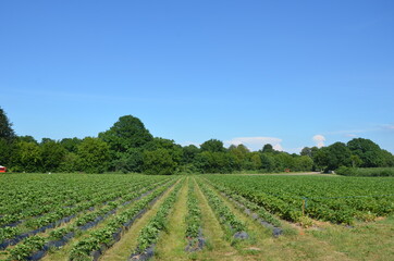 Fototapeta na wymiar strawberries field