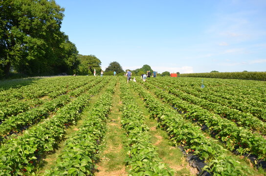 harvest strawberries in the field