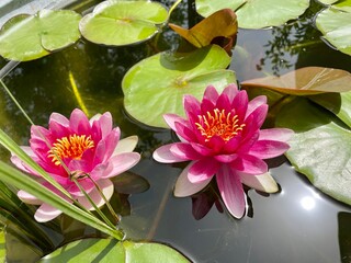 pink water lily © Tobias