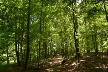 Obraz premium footpath in the forest
