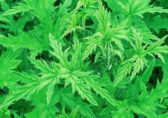 Motherwort or Leonurus cardiaca is used as a cardiotonic medicine.
