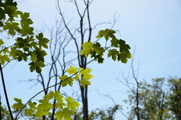 leaves on blue sky background