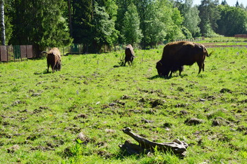 bison graze in the meadow