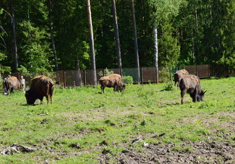 Naklejka na ściany i meble bison graze in the meadow