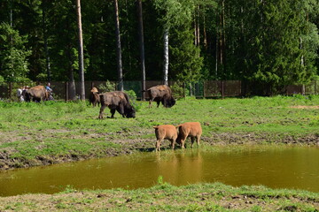 bison graze in the meadow