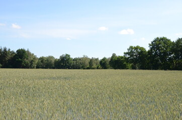 Fototapeta premium growing barley field on a high summer day