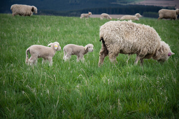 sheep grass farm animal field