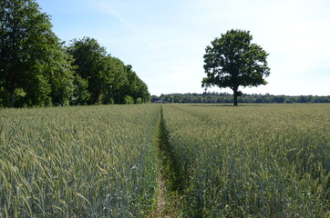 growing barley field on a high summer day