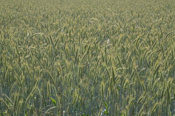 growing barley field under bright sunlight