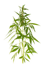 Marijuana plant isolated on white background. Hemp leaf close up. Cannabis green leaf.