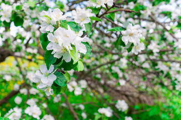White flowers of an apple tree close-up. Flowering of fruit plants. Spring is the time for flowering fruit trees.