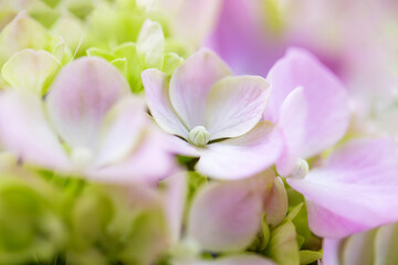 Pink and green macro image of hydrangea flowers. Abstract floral background