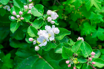 White flowers of an apple tree close-up. Flowering of fruit plants. Spring is the time for flowering fruit trees.