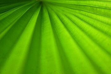 Fototapeta na wymiar Vibrant Green Leaves of Panama Hat Palm Plants for Background