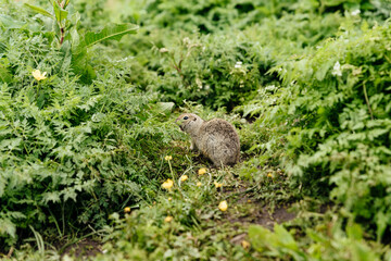 Cute mountain gophers in green grass with wildflowers