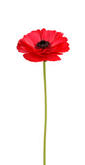 Red ranunculus asiaticus flower isolated on white background. Persian buttercup. Beautiful summer flowers.