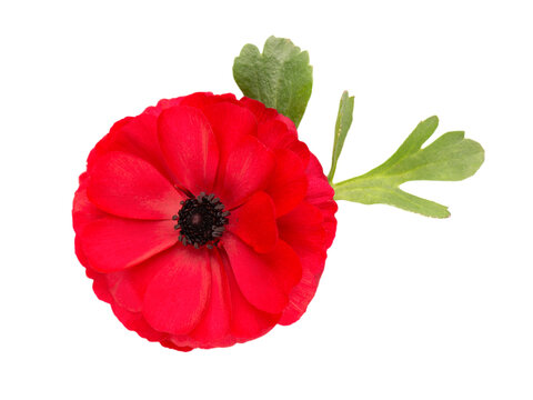 Red ranunculus asiaticus flower isolated on white background. Persian buttercup. Beautiful summer flowers. Top view.