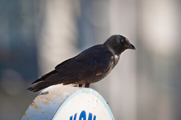 Jackdaw (Corvus monedula) perched on a sign