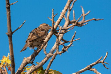 A member of Passeridae family, perched on a branch