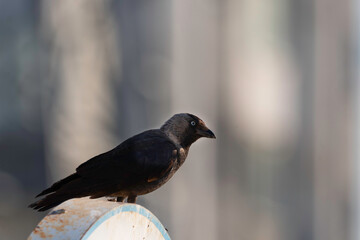 Jackdaw (Corvus monedula) perched on a sign