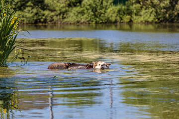 A large fluffy dog bathes in a pond from the heat. Close-up.