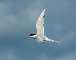Fototapeta na wymiar This beautiful Forster's Tern was spotted on Jekyll Island flying along the shoreline looking for fish.