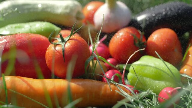 farmer market outdoor. organic vegetables with drops of water, small local farm, farming concept. Farmer selling fresh crops, tomato harvest, carrot, pepper. colourful resh fruits and vegetables