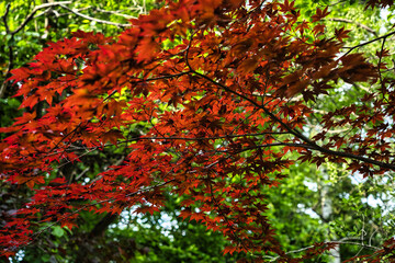 red maple leaves