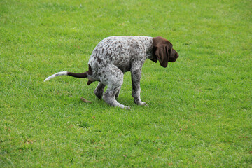 German Shorthaired Pointer puppy