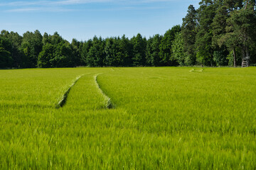 cornfield with tracks