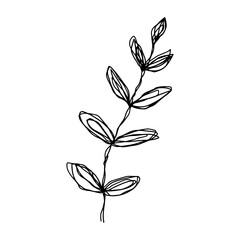 botanical floristic sketch contour branches with leaves. Vector isolated minimalistic branch on a background