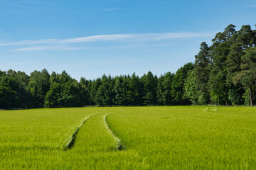 cornfield with tracks